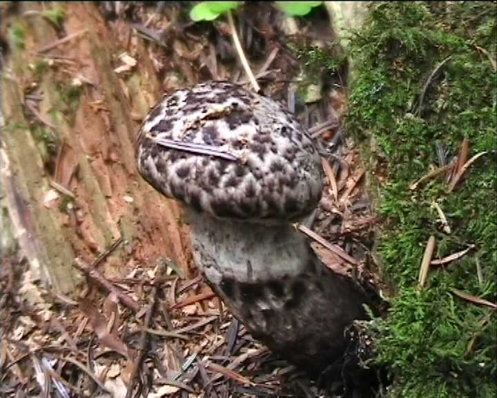 Strobilomyces strobilaceus  (Scop.:Fr.) Berk.